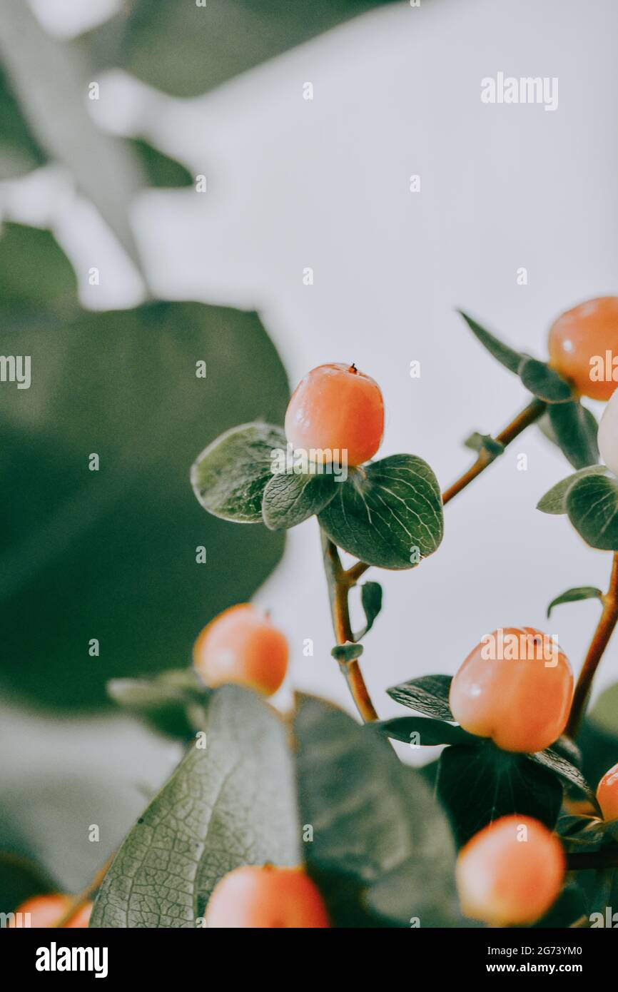 Small King Let Fruit kinglet hi-res stock photography and images - Alamy