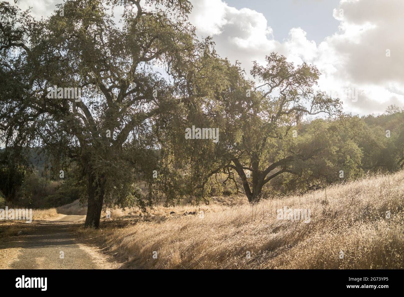 California live oak trees and golden long grass next to footpath leading into the distant hills on bright, but ominously cloudy Fall day. Stock Photo