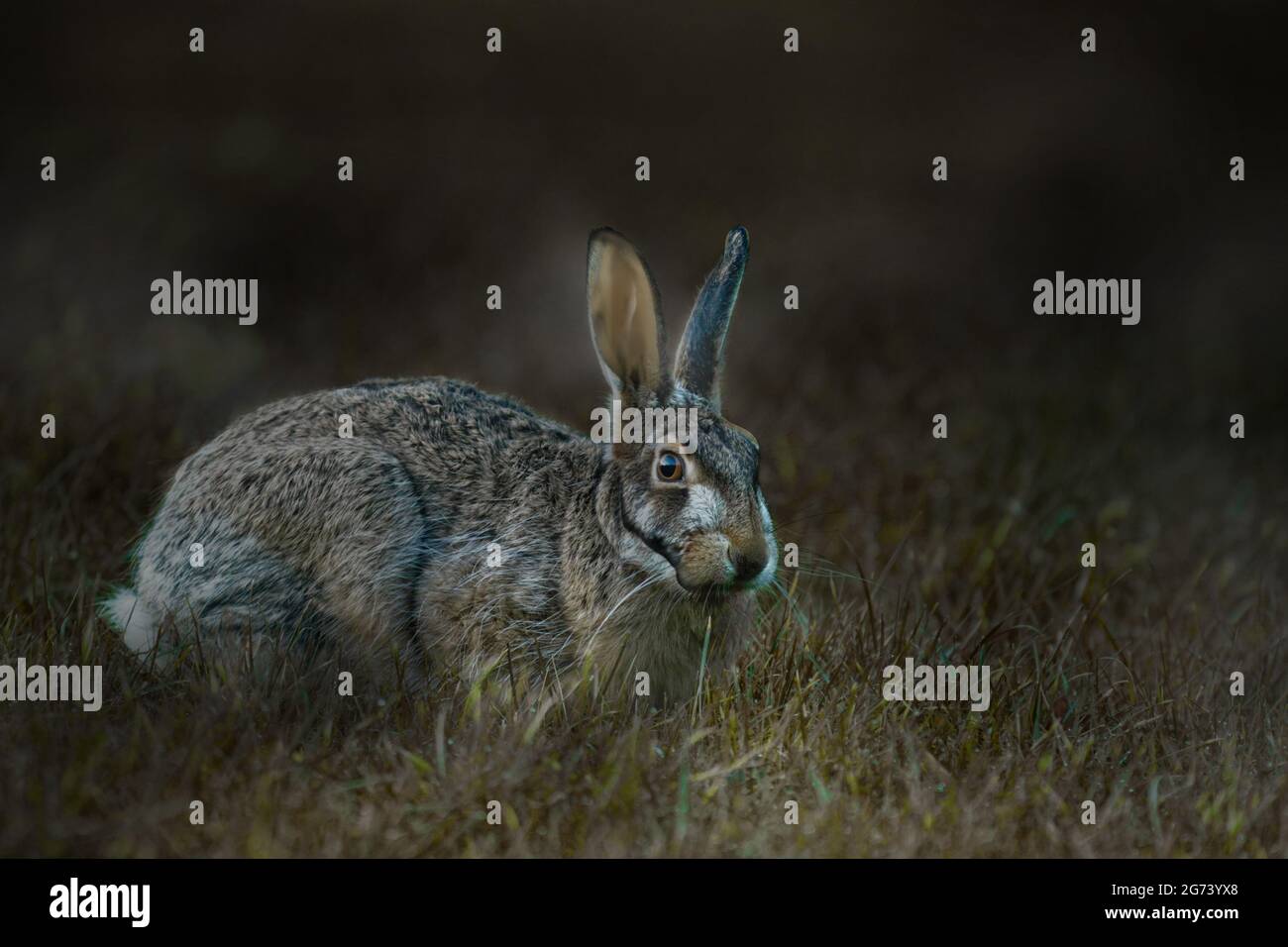 Riverine rabbit Bunolagus monticularis at night Stock Photo