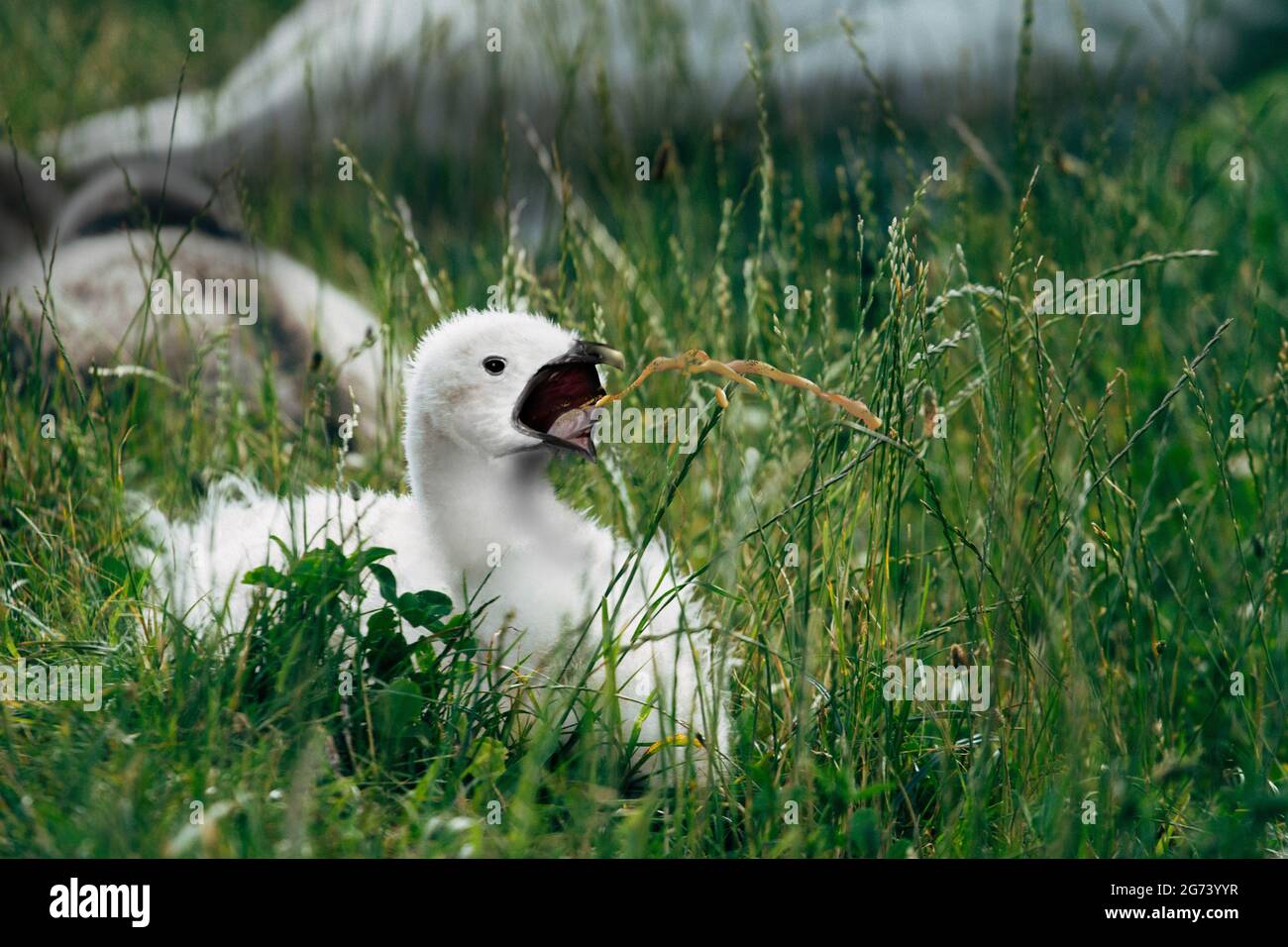 Fulmar chick defensinve vomiting, white chick on groud defensive. Stock Photo