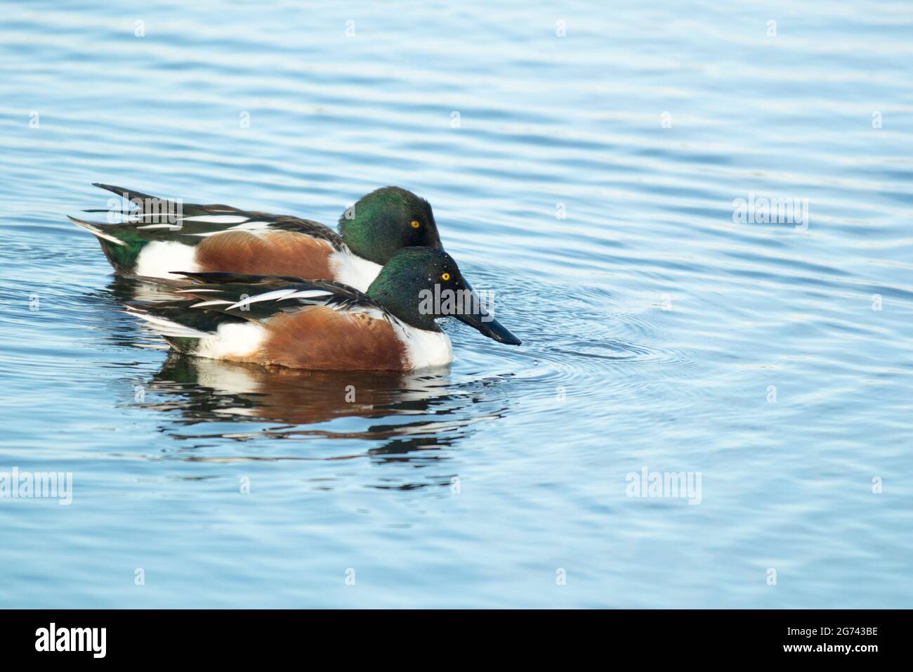 Pair of male Northern Shoveler ducks swimming in clean blue water Stock Photo