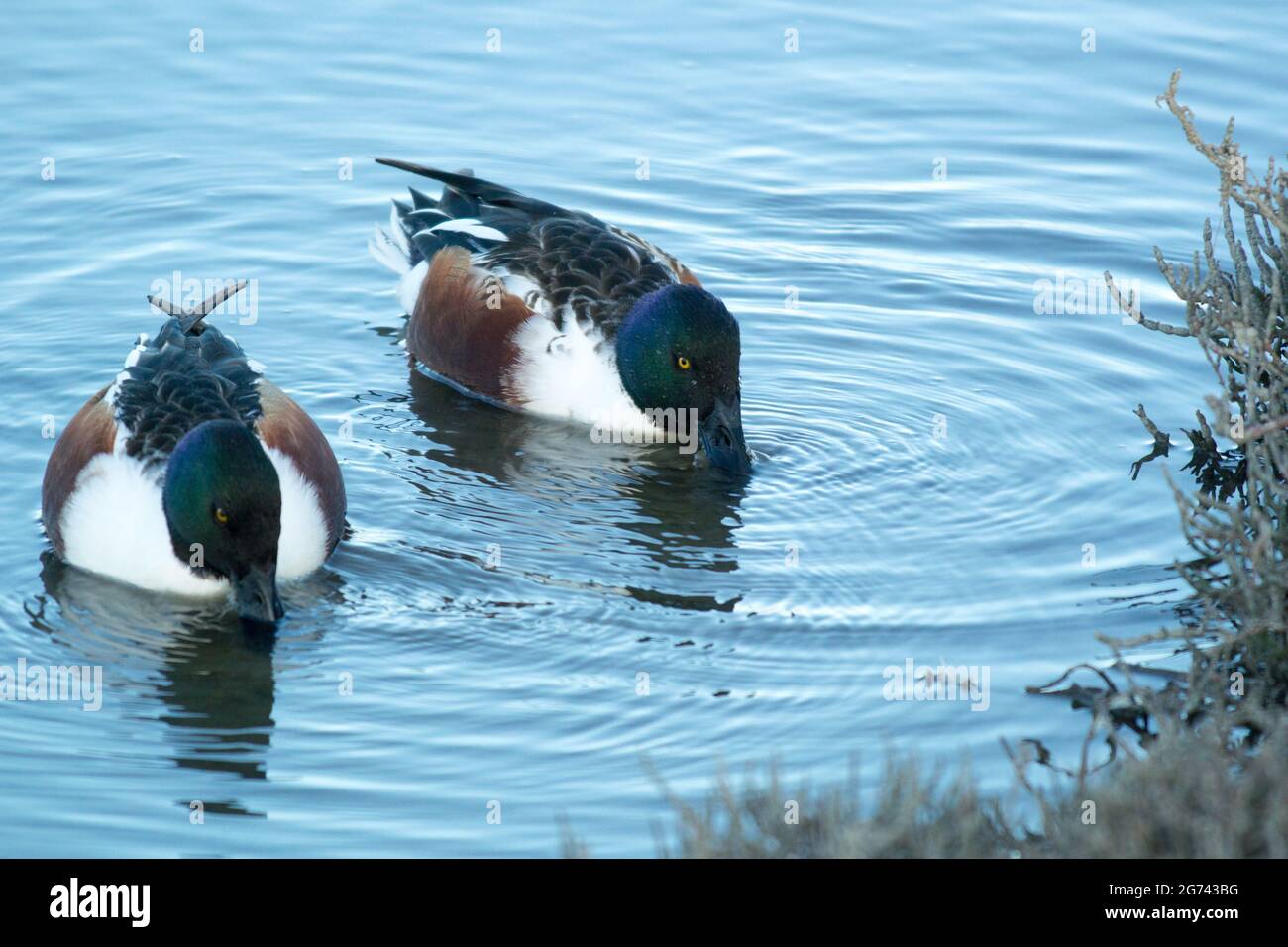 Two male Northern Shoveler ducks foraging in clean blue water, spoon shaped bills below the water, swimming towards camera Stock Photo