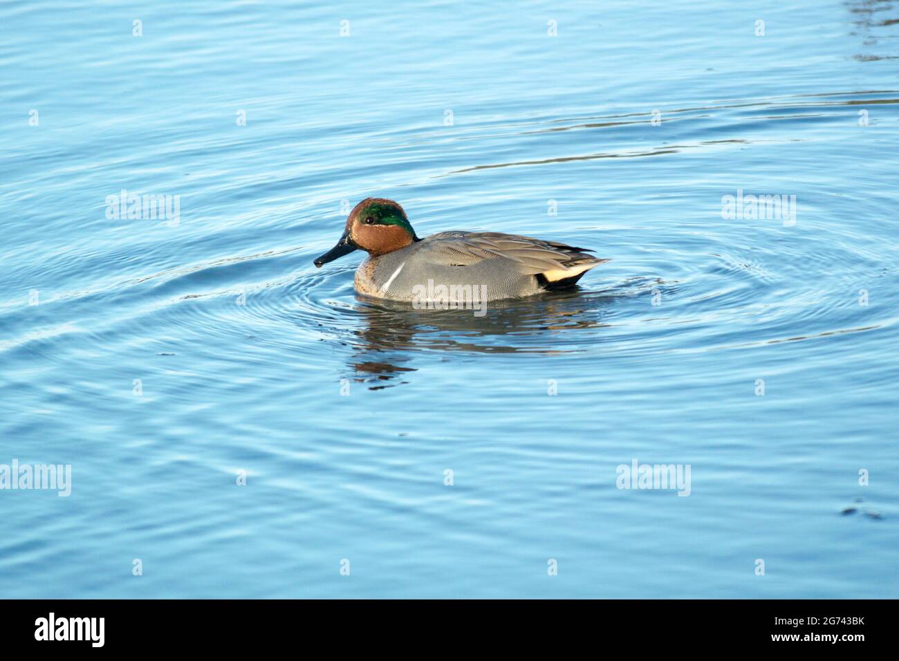 Male Green Winged Teal (Anas crecca) swimming on calm blue water with ripples on the surface. Stock Photo