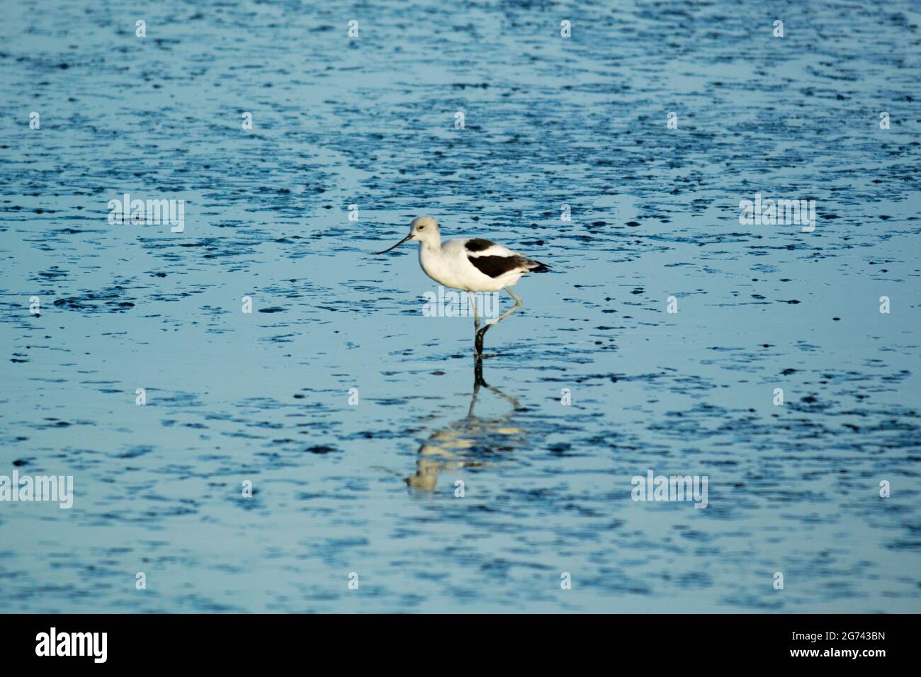 American Avocet (Recurvirostra americana) in monochrome winter plumage standing in shallow water at marshland. Stock Photo