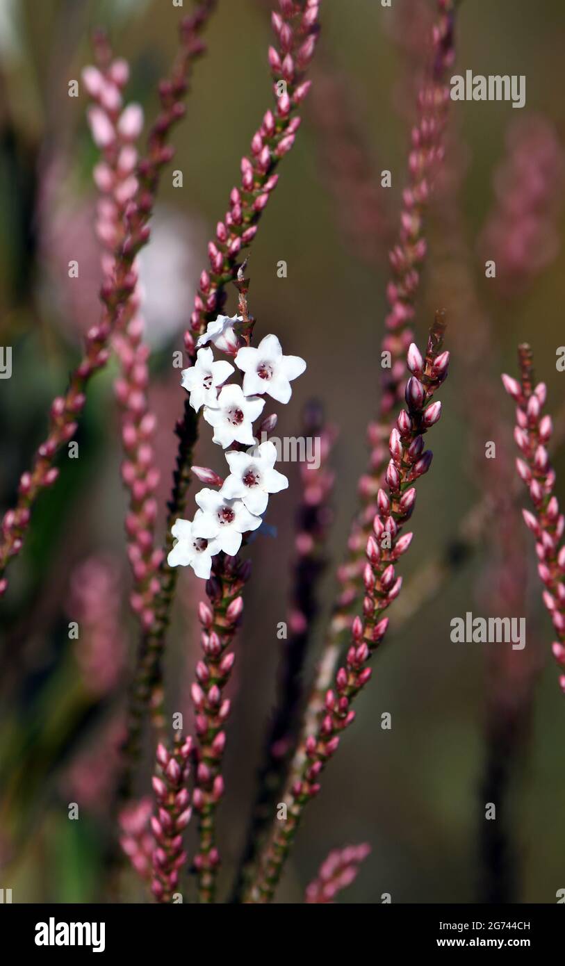 Pink and white flowers and buds of the Australian native Coast Coral Heath, Epacris microphylla, growing in woodland, Sydney, Australia Stock Photo