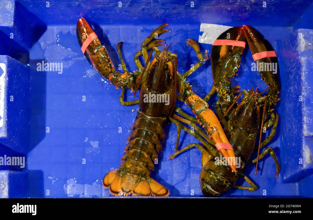 Live Canadian Lobster in blue box. Fresh seafood in fish market. Top view Stock Photo Alamy