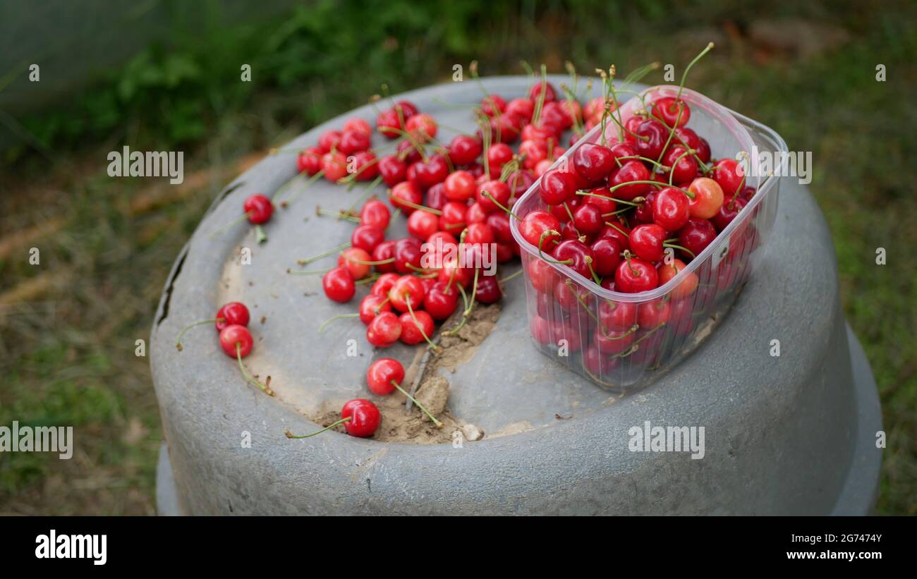 A bowl of ripe cherries in the garden Stock Photo - Alamy
