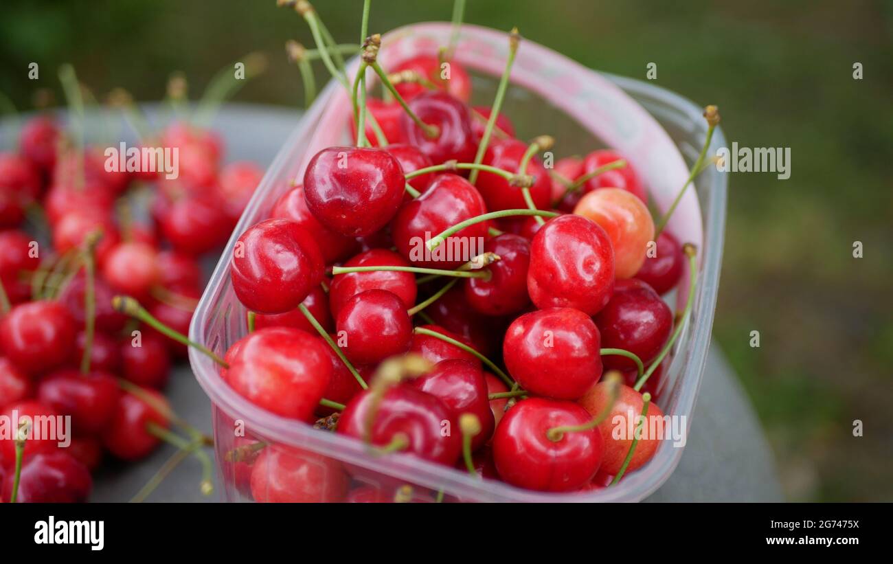 A bowl of ripe cherries in the garden Stock Photo - Alamy