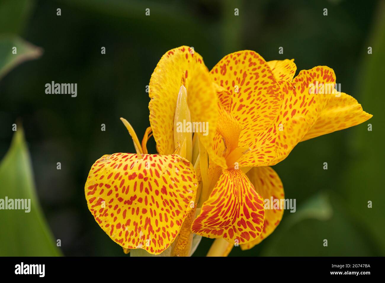 Bright yellow flower with red spots against green leafy background