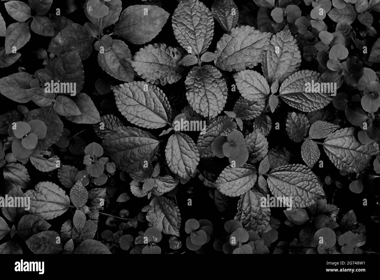 Foliage shrub Black and White Stock Photos & Images - Alamy