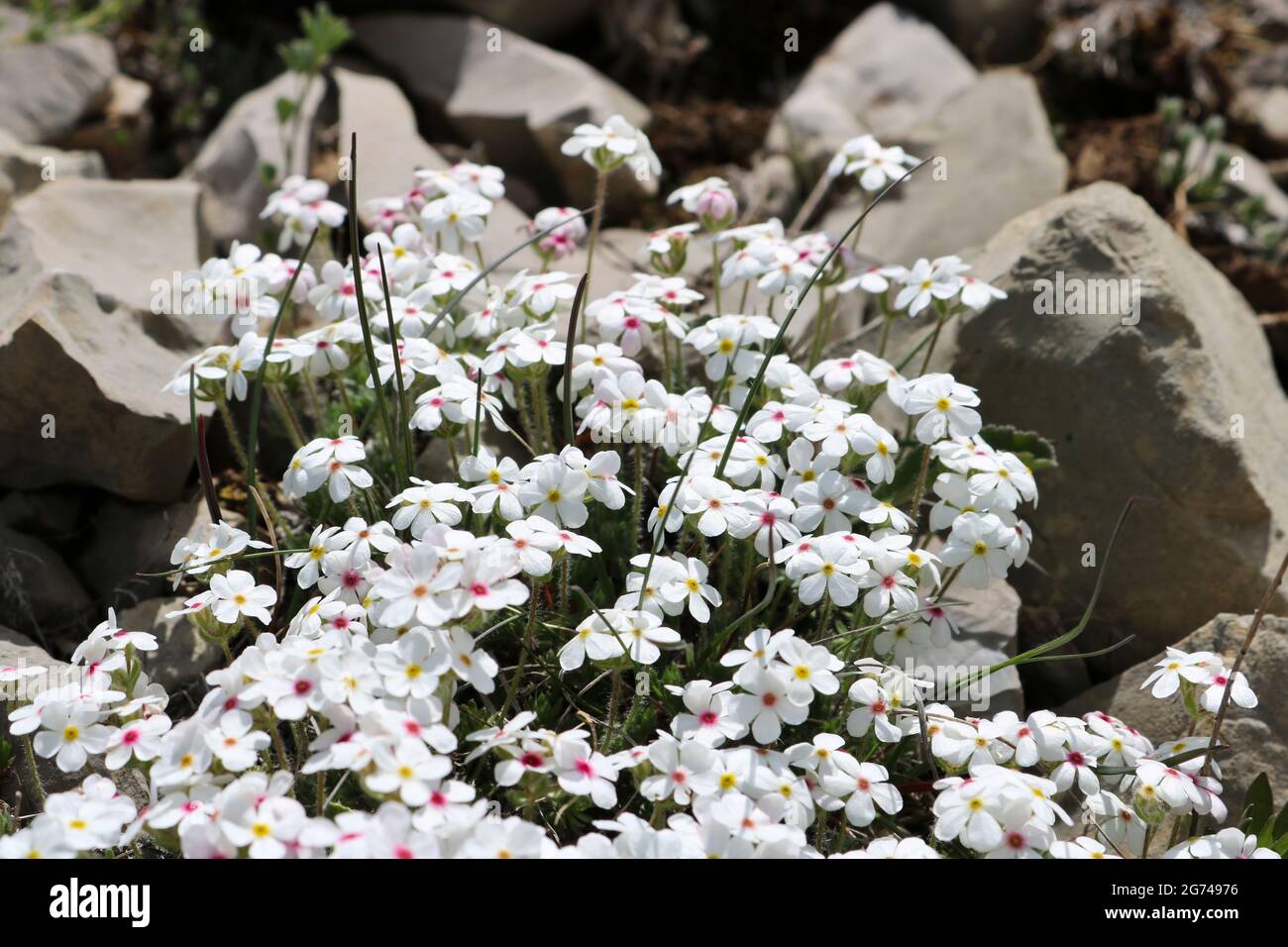 Dwarf phlox (Phlox condensata) - small white flowers in the mountains of Crimea, alpine zone, wild plant. Stock Photo