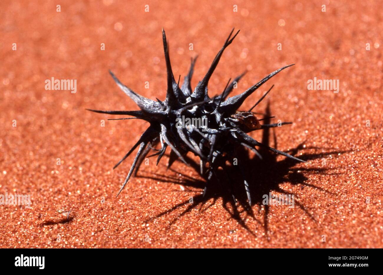 VERY LITTLE VEGETATION CAN GROW IN THE HARSH CONDITIONS OF THE SIMPSON DESERT, CENTRAL AUSTRALIA. Stock Photo