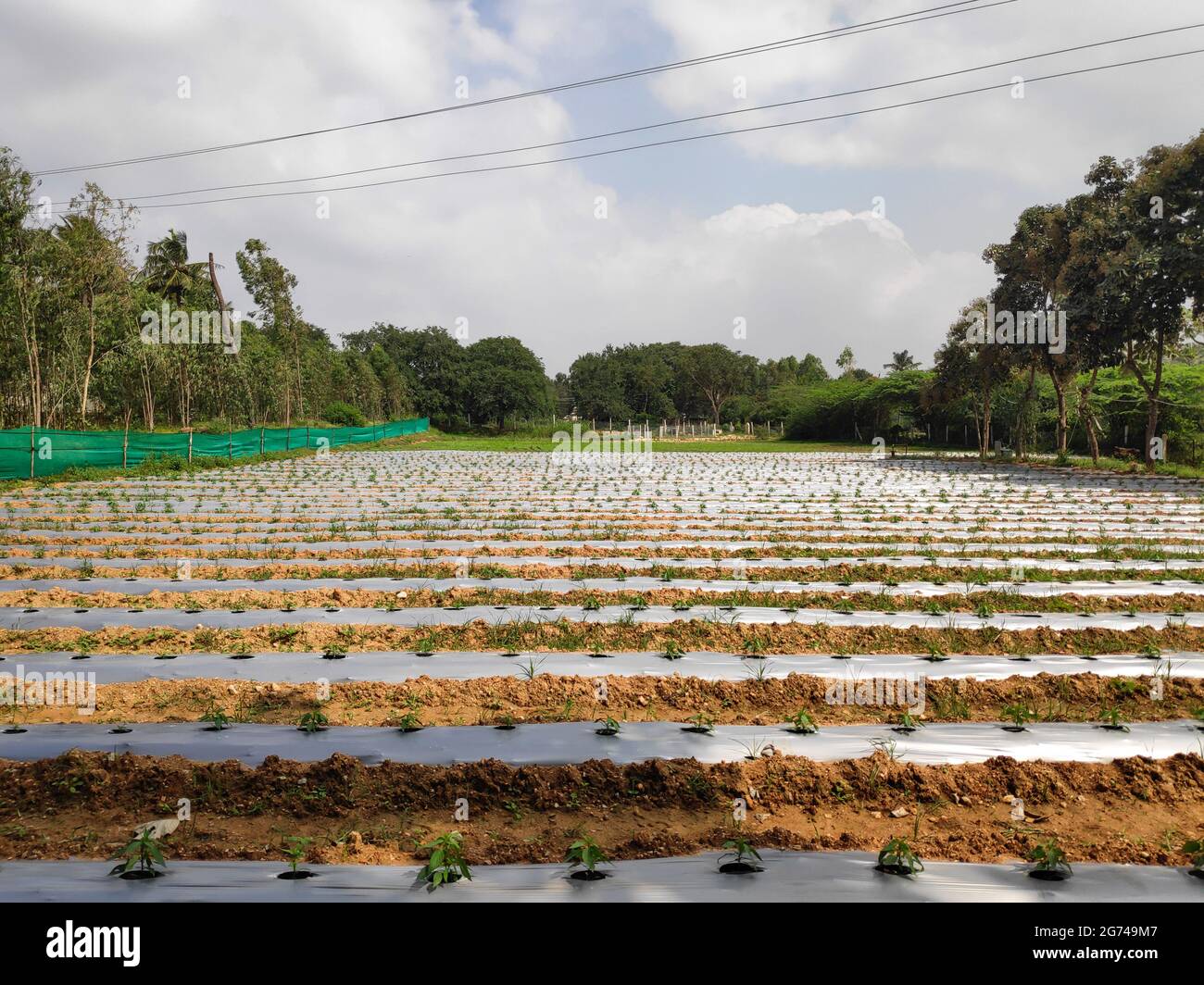 Plastic row covers in a field helping retain moisture and and reducing