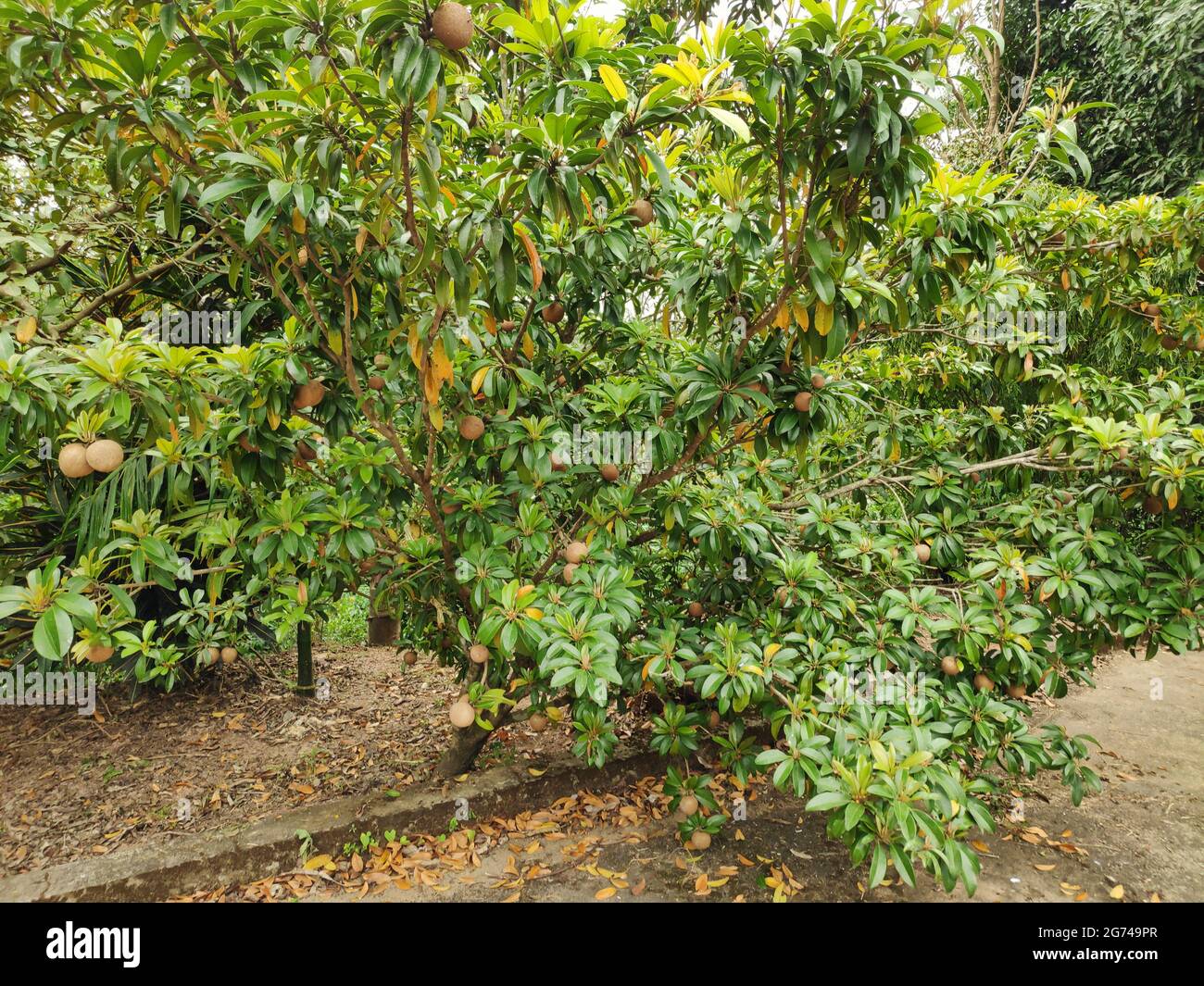 A young sapodilla or sapota or chikoo tree bearing fruit in a farm Stock Photo