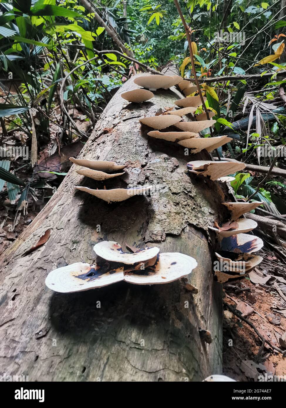 Mushrooms on a dead fallen tree trunk in the rainforest. Fungi mushroom species grows on recently cut or fallen logs. Milled lumber, rotted wood in tr Stock Photo