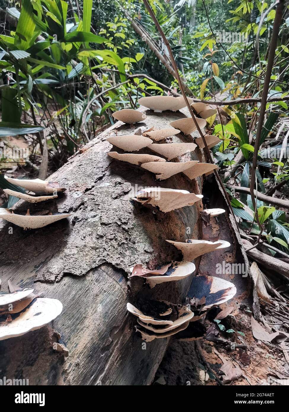 Mushrooms on a dead fallen tree trunk in the rainforest. Fungi mushroom species grows on recently cut or fallen logs. Milled lumber, rotted wood in tr Stock Photo