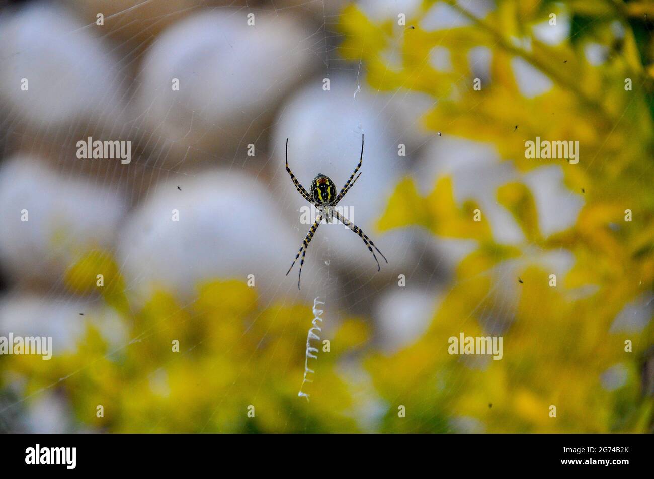 A closeup image of a Wasp spider with black and yellow stripes weaving a web on a background filled with yellow leaves Stock Photo