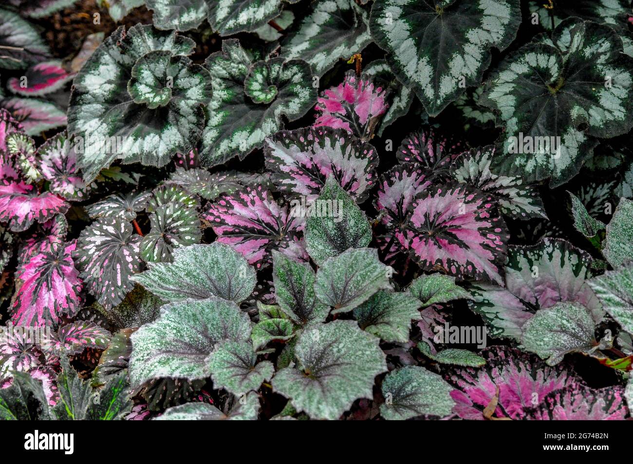 A closeup image of Royal Begonia pink and green plants with black contour and big leaves growing next to each other Stock Photo