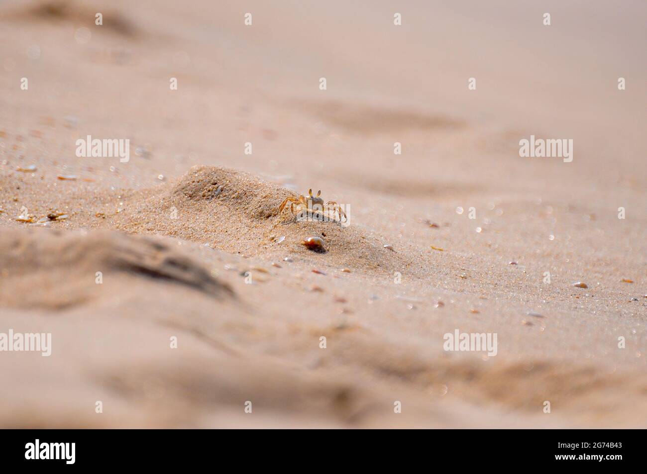 A tiny orange Galeodes sun spider walking on sand filled with small sea stones Stock Photo