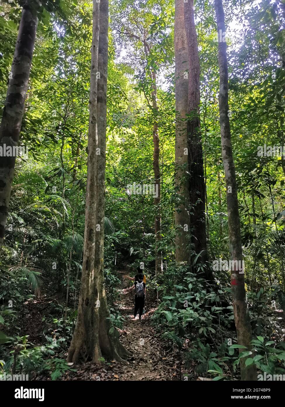 Traveler and backpacker trekking on dense foliage and trees in tropical jungle. Hiking path in deep rain forest of southeast asia, Gunung Panti, Malay Stock Photo