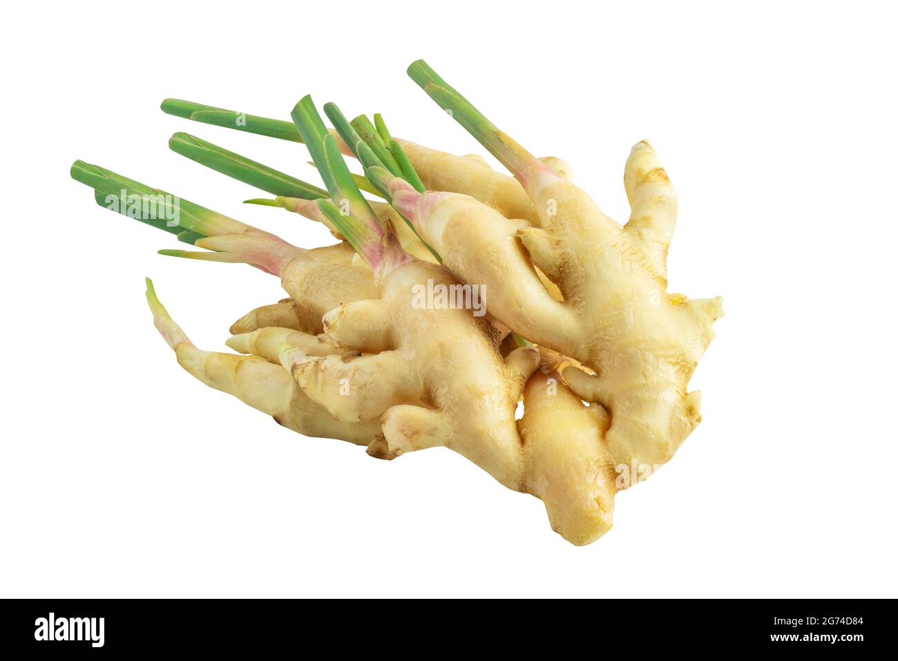 Isolated young ginger on white background. Fresh organic young ginger with green stalks. Stock Photo