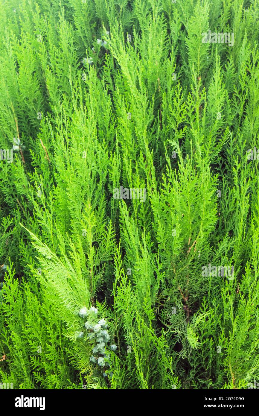 Pine forest vertical background hi-res stock photography and images - Alamy