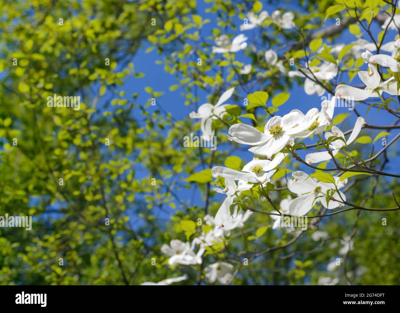 Spring view with white flowers Cornus florida on a blurred background ...