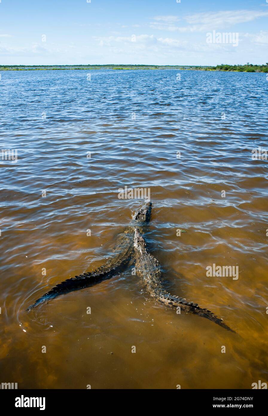 Crocodiles at Punta Sur, Cozumel, Quintana Roo, Mexico Stock Photo