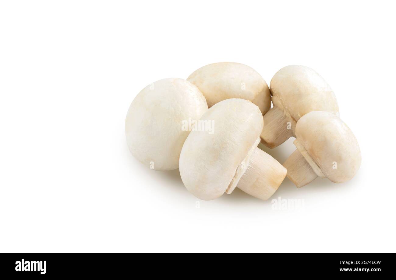 Close up organic fresh white mushroom or Champignon on white background. Isolated fresh white mushroom or white Champignon with clipping path around o Stock Photo