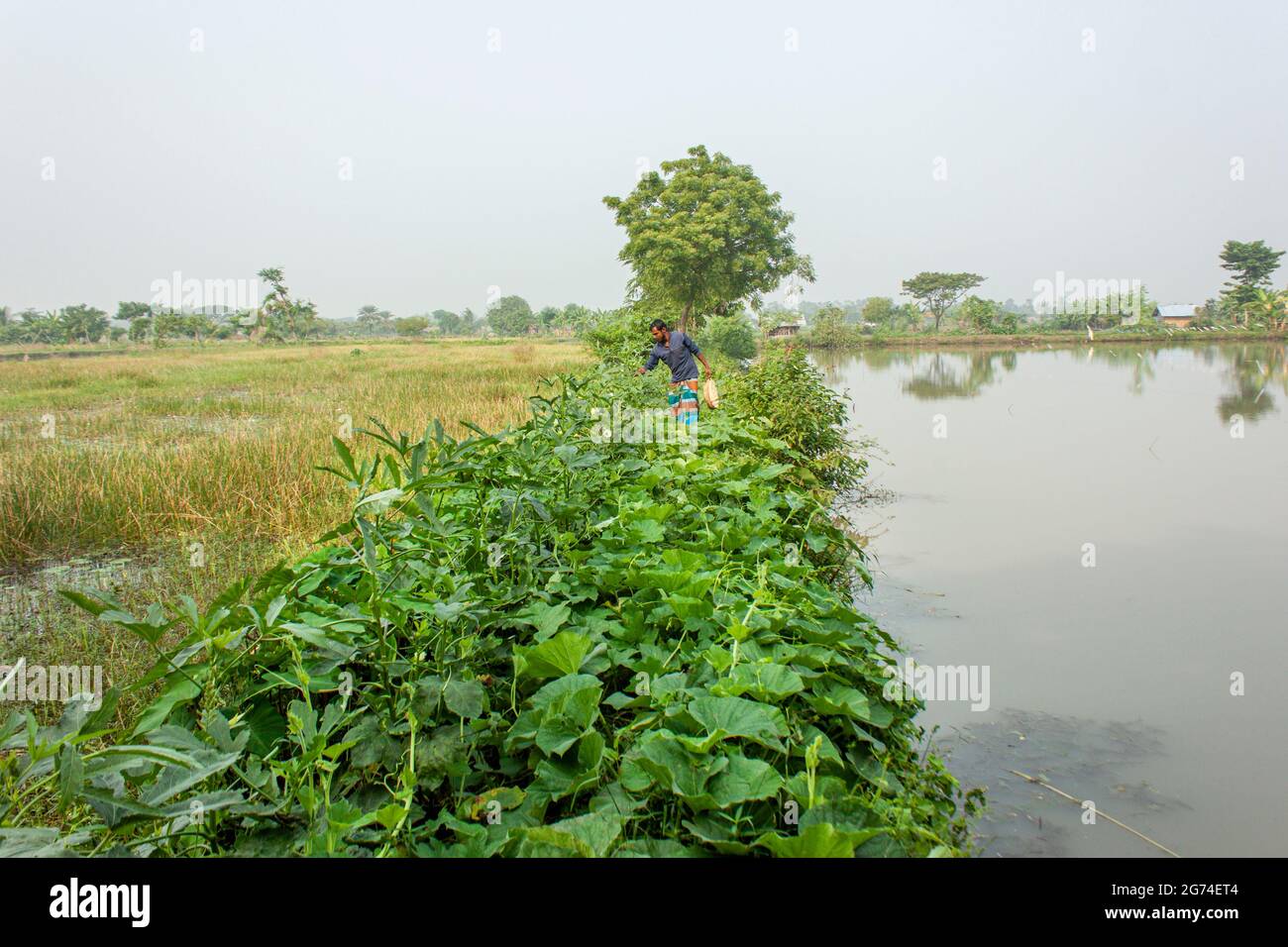 Pond and vegetable fiend.Khulna,Bangladesh.November 11,2016. Stock Photo