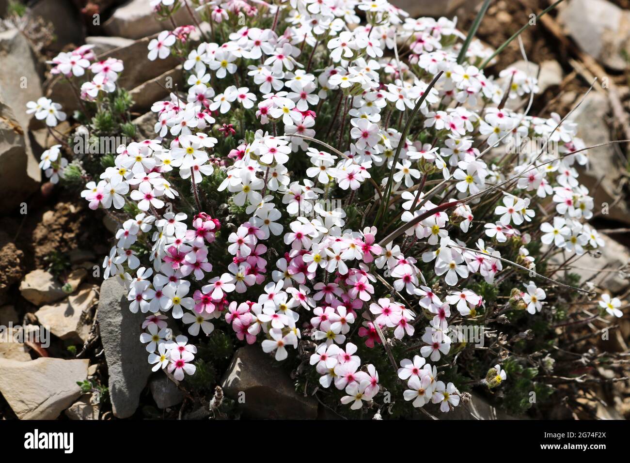 Dwarf phlox (Phlox condensata) - small white flowers in the mountains of Crimea, alpine zone, wild plant. Stock Photo