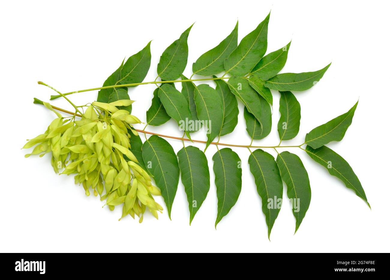 Chinese varnish tree Cut Out Stock Images & Pictures Alamy