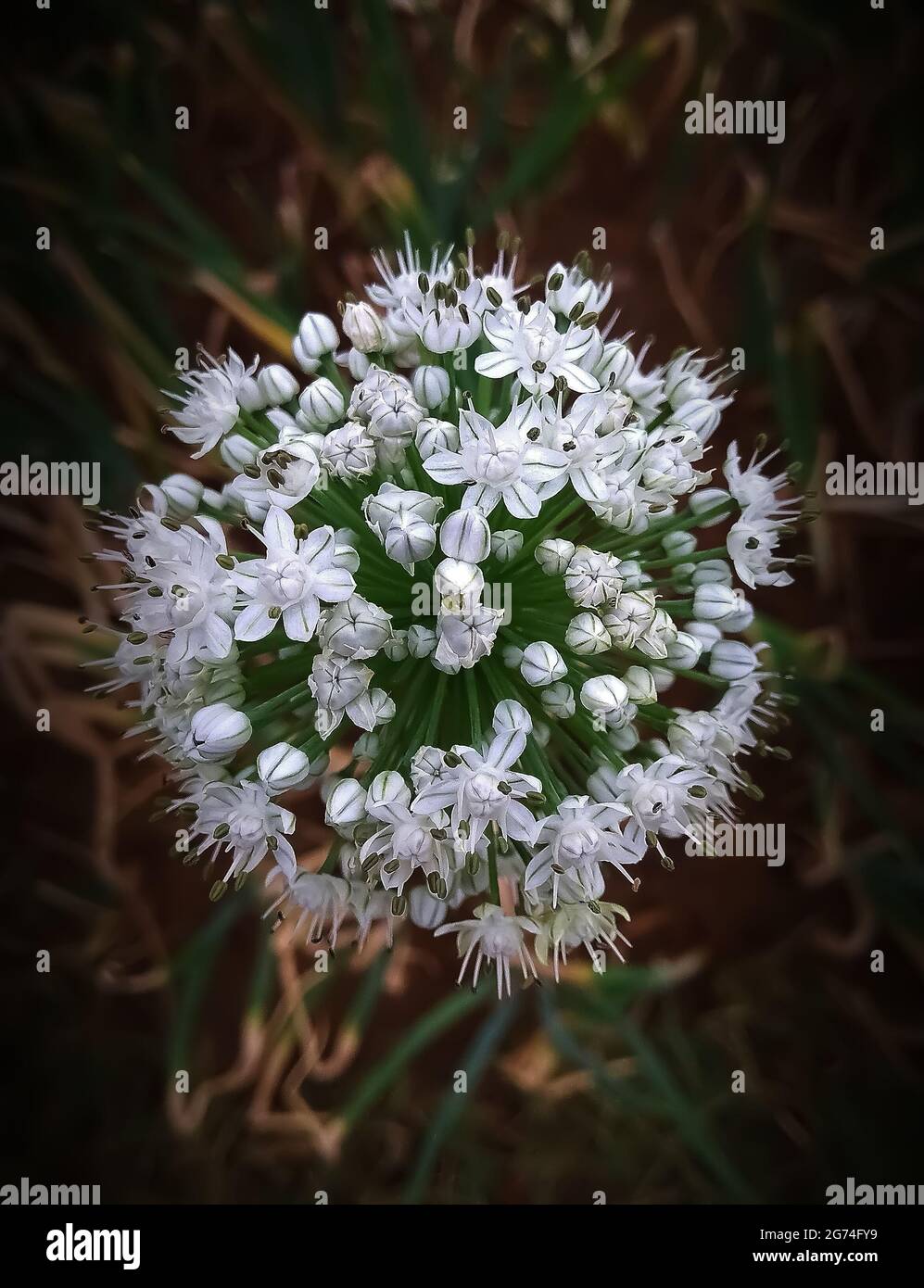 A vertical closeup shot of a blooming vidalia onion flower Stock Photo