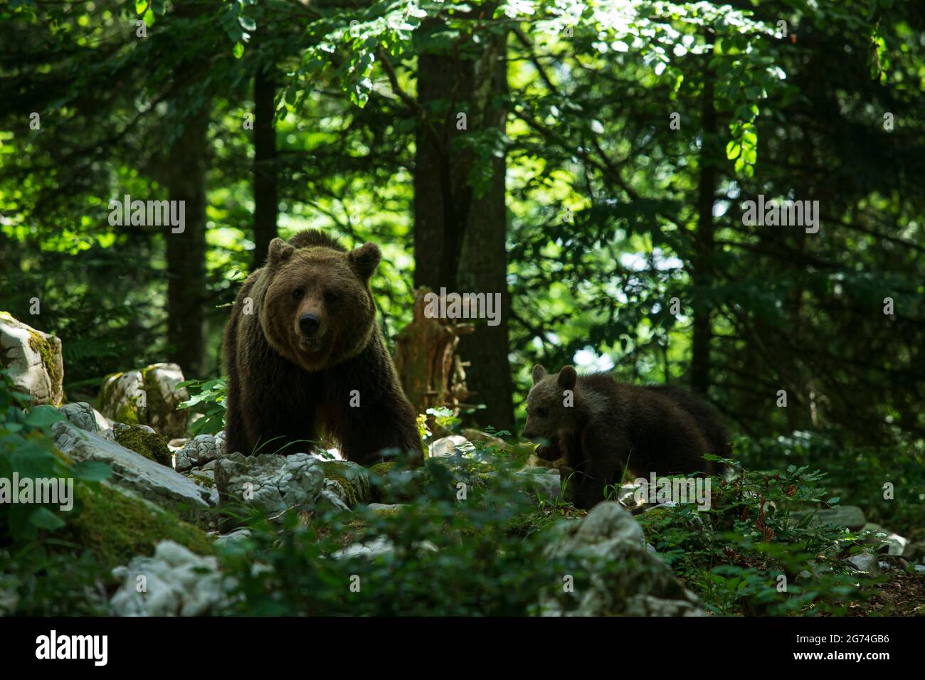 (210711) -- LJUBLJANA, July 11, 2021 (Xinhua) -- Photo taken on July 8, 2021 shows three brown bears foraging in the forest in the Notranjska Region, Slovenia. Wild Bear Watching from the Hides is run by Slovenian young man Miha Mlakar from Stari trg pri Lozu in Notranjska, south Slovenia's region. He already has eight locations with built hides where tourists, journalists and others can watch bears in the wild from short distance. Slovenia has a high population density of brown bears in Europe. (Photo by Zeljko Stevanic/Xinhua) Stock Photo