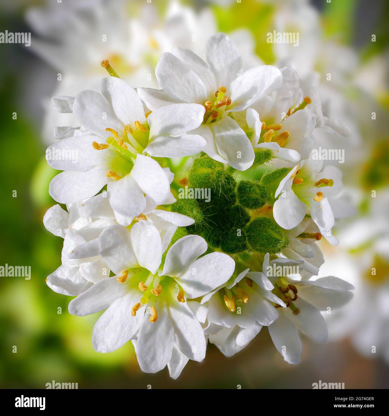 Hoary alyssum hi-res stock photography and images - Alamy