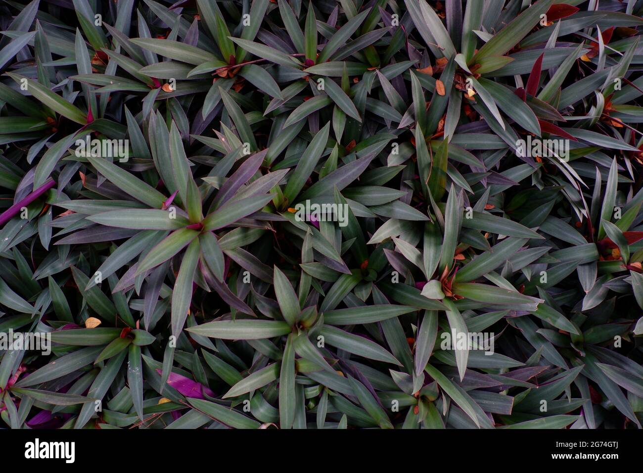 A closeup of Tradescantia spathacea or Moses-in-the-cradle. Top view. Stock Photo