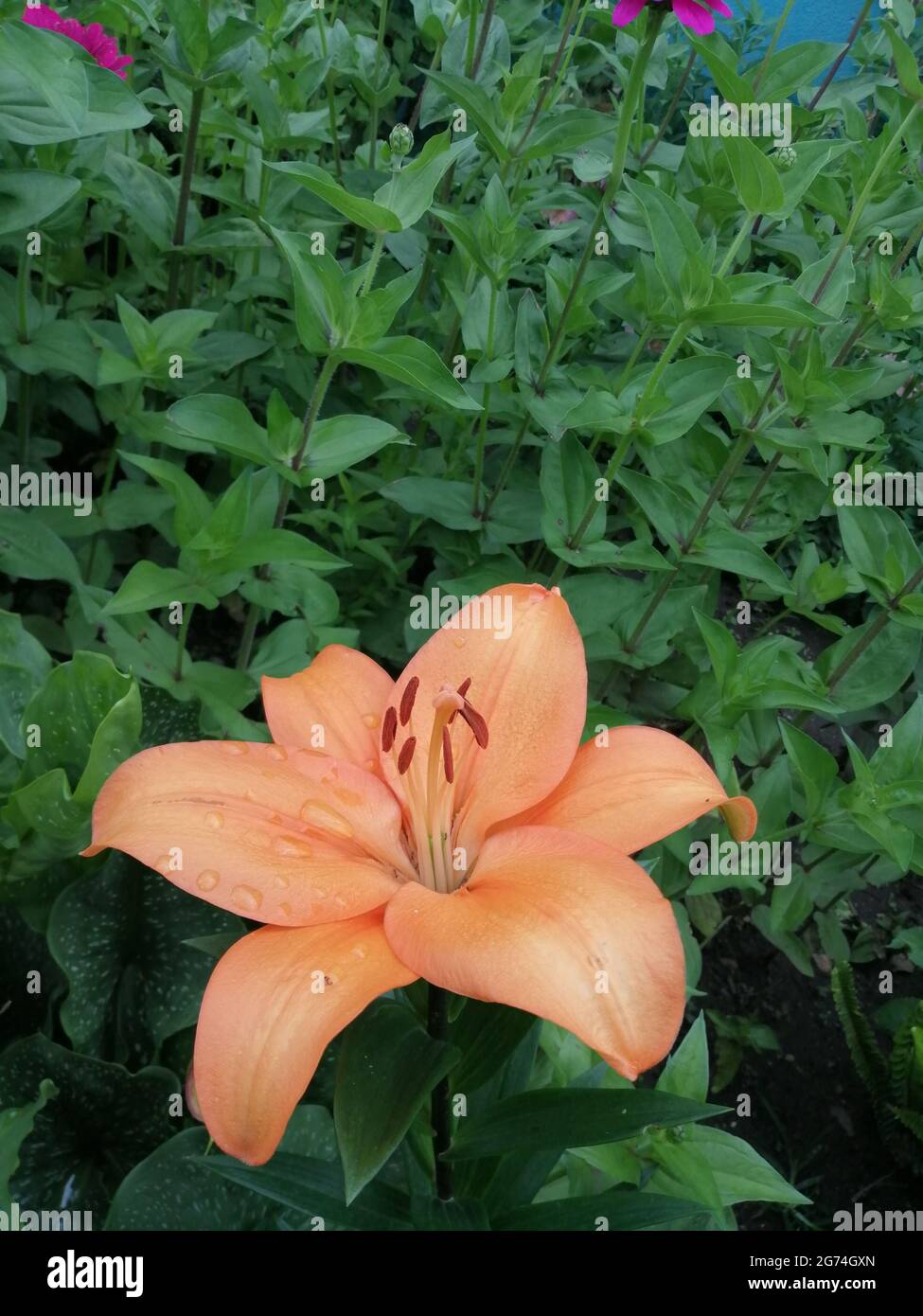 A delicate orange lily (Lilium bulbiferum) in the forest Stock Photo ...