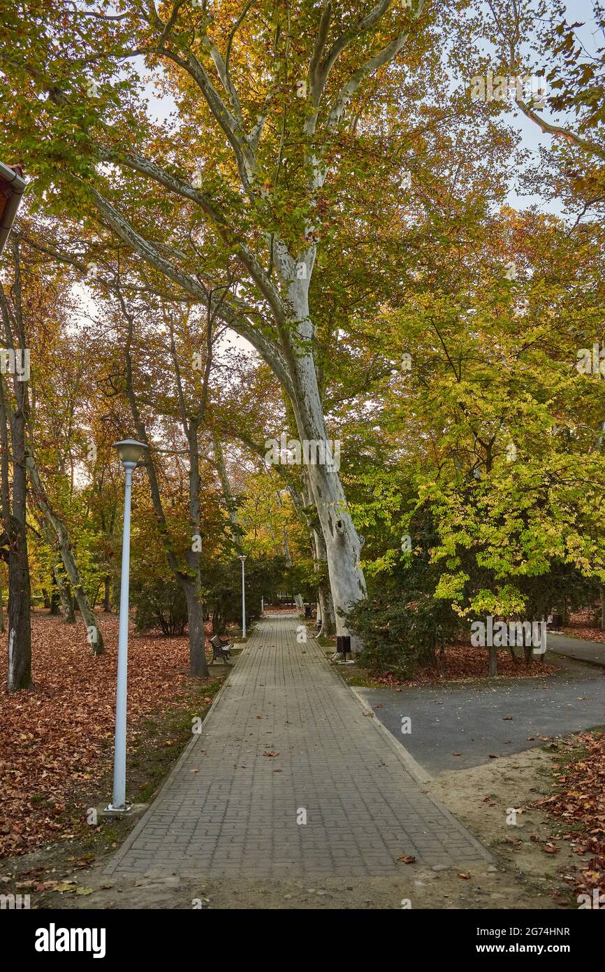 The alley in a park with trees in autumn Stock Photo - Alamy