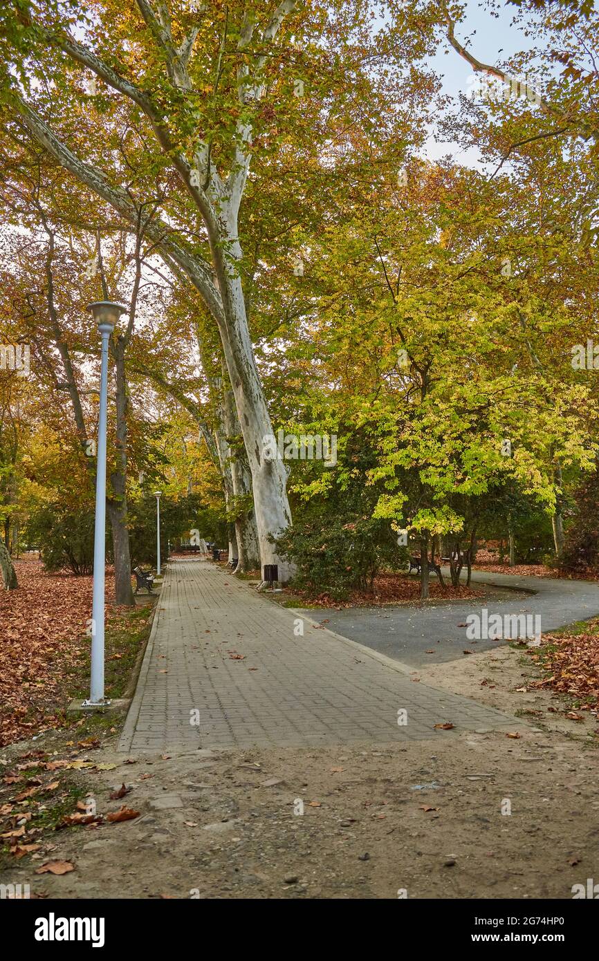 The alley in a park with trees in autumn Stock Photo - Alamy