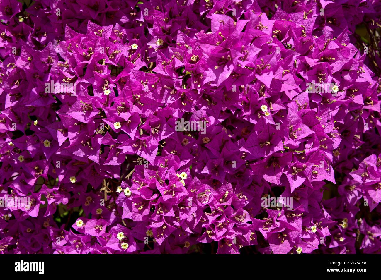 Background of red bougainvillea spectabilis flowers Stock Photo - Alamy