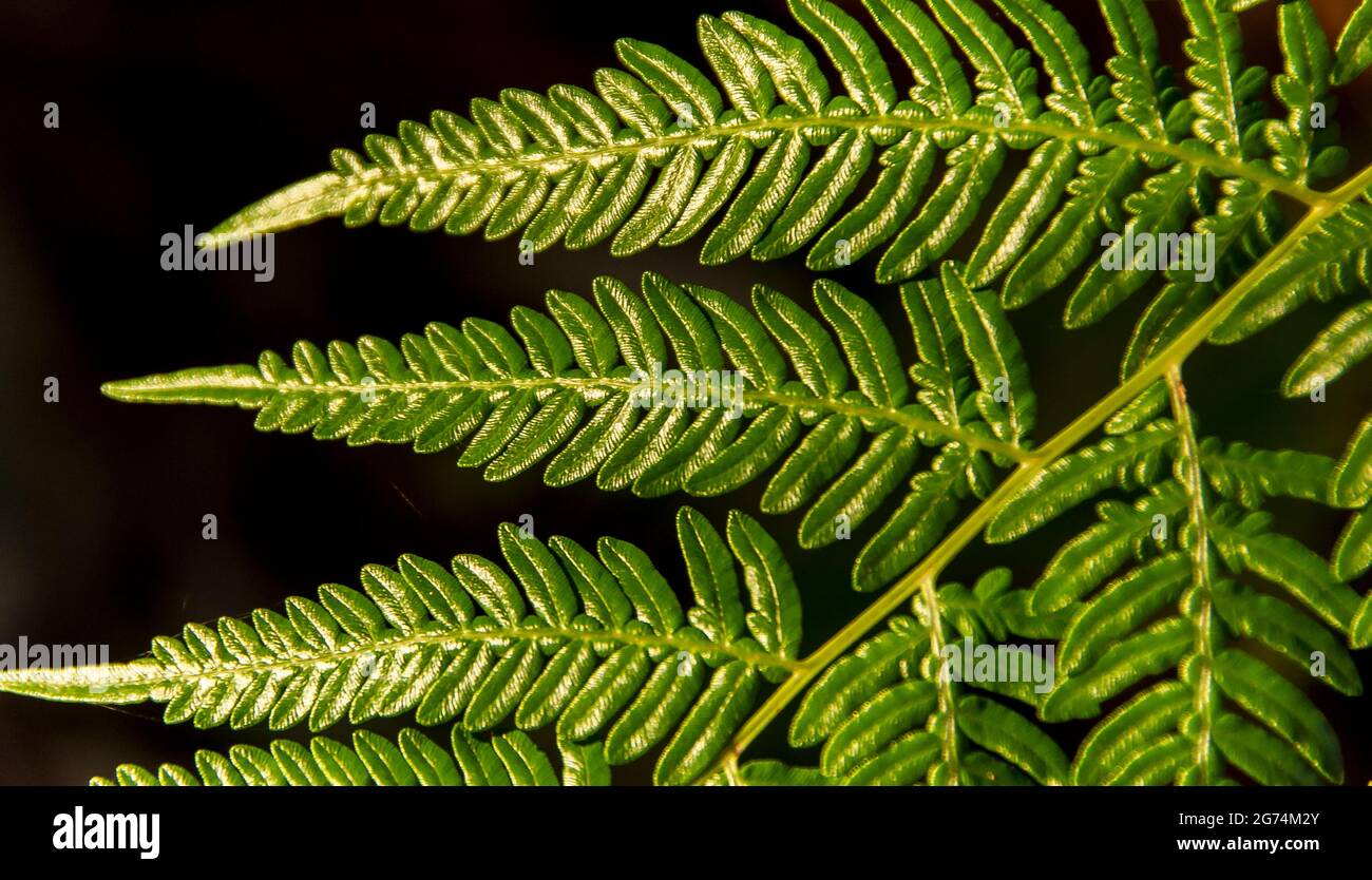 Close-up of new growth of green frond of common bracken fern, pteridium esculentum, against a black background. Queensland, Australia. Stock Photo