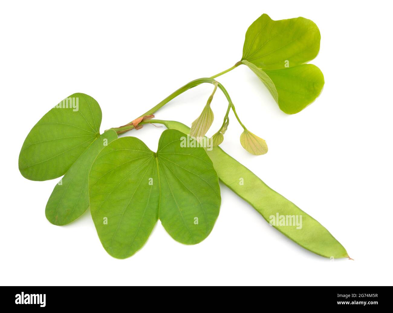 Bauhinia, orchid trees. Other common names include mountain ebony and kachnar. Isolated on white background. Stock Photo