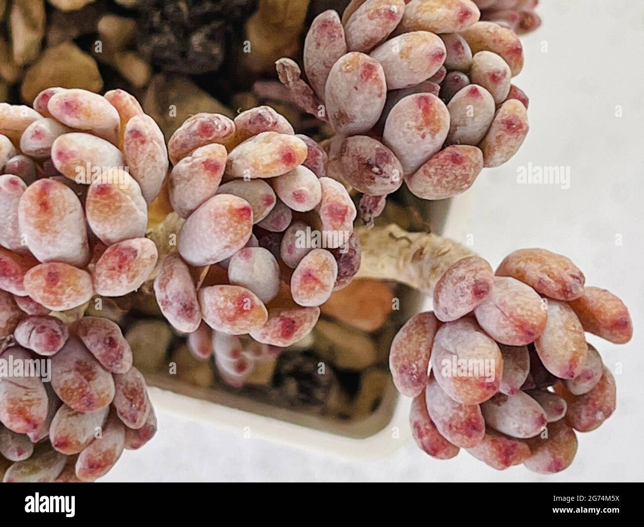 Bluebean Graptopetalum pachyphyllum bluebean succulent plants Stock Photo - Alamy