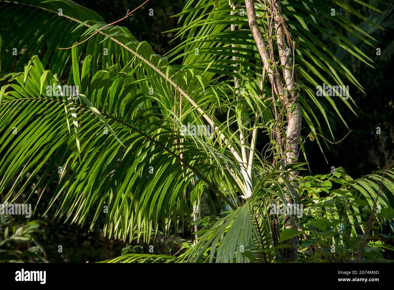Fronds of Bangalow palms (Archontophoenix cunninghamiana) in understorey of lowland subtropical rainforest, Queensland, Australia. Sunny, autumn. Stock Photo
