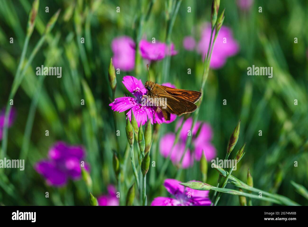 Small skipper butterfly - Thymelicus sylvestris on Maiden pink flower Stock Photo