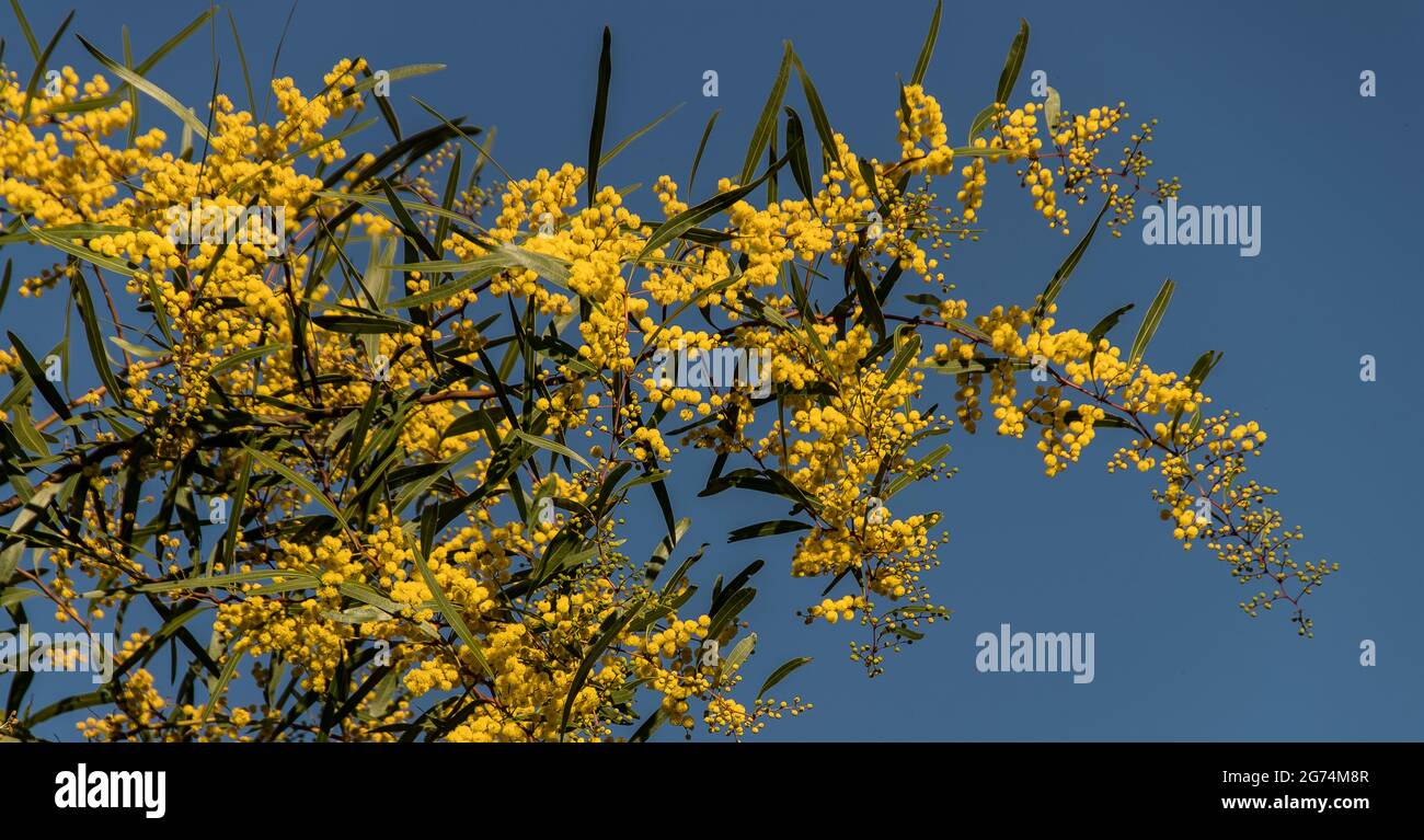 Close-up of branch of  zig-zag wattle, Acacia macradenia, coverered in   tiny yellow flowers against blue sky. Garden, Queensland, Australia. Winter. Stock Photo
