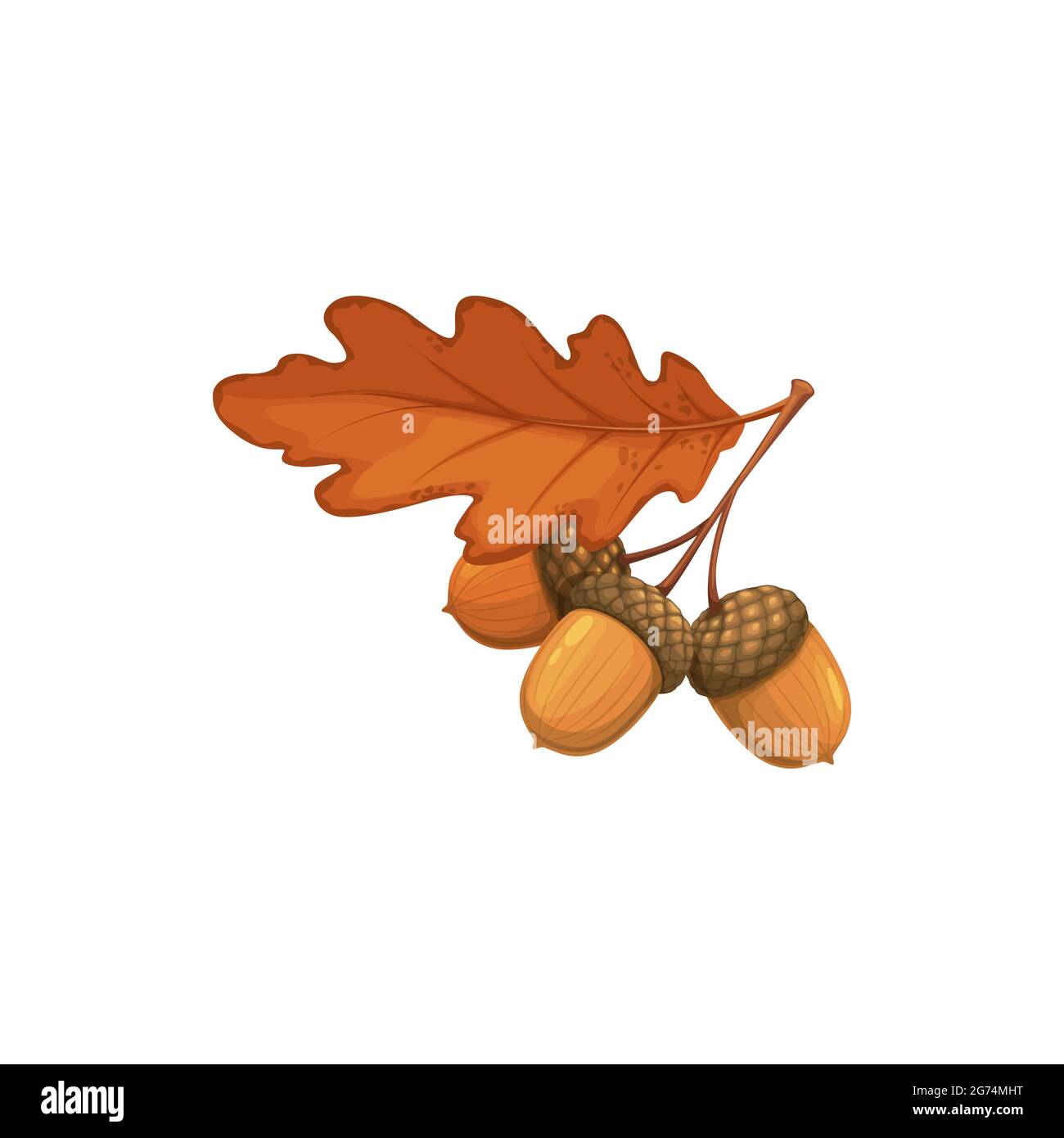 Premium Vector  Autumn oak acorn isolated on white background cartoon  vector illustration