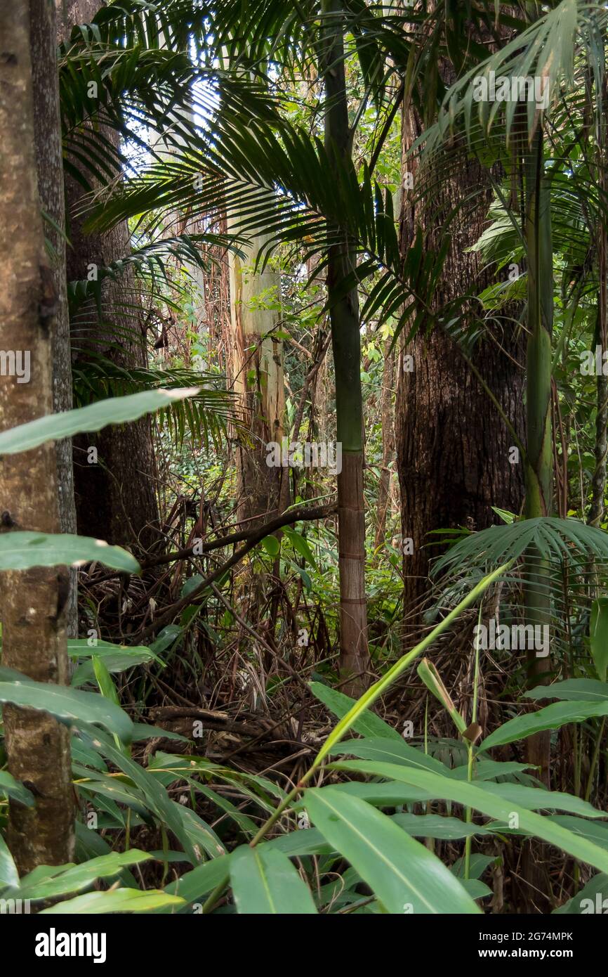 Dense, green understorey of lowland Subtropical rainforest. Native gingers, palms and eucalypt tree trunks. Spring, Tamborine Mountain, Australia. Stock Photo