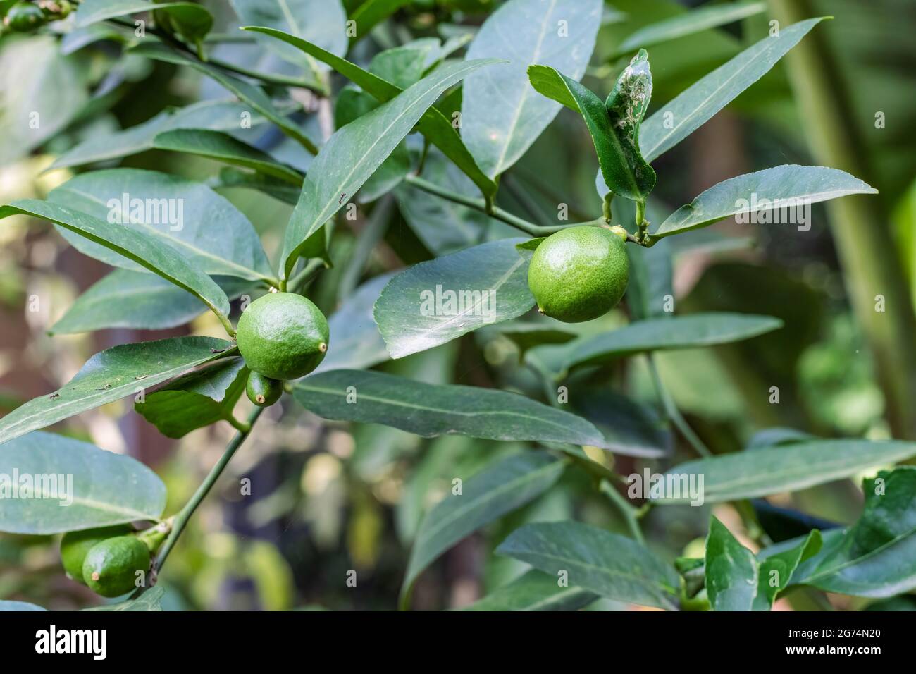Limes growing on a tree hi-res stock photography and images - Alamy