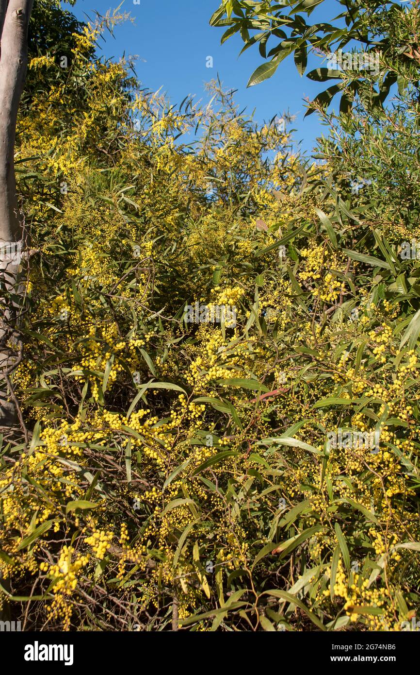 Large zig-zag wattle, Acacia macradenia, coverered in mass of  tiny yellow flowers in a garden in sunny Queensland, Australia. Winter. Stock Photo